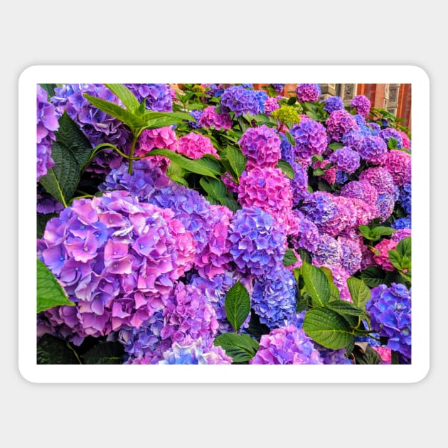 Hydrangeas at the Victoria & Albert Museum Magnet by zealology